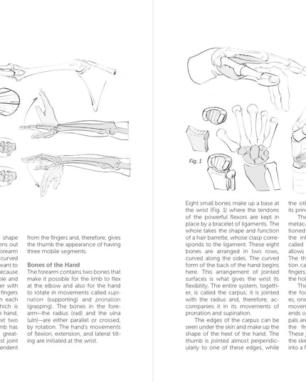 Morpho: Hands And Feet