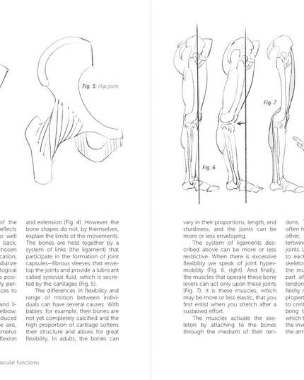 Morpho: Joint Forms And Muscular Functions
