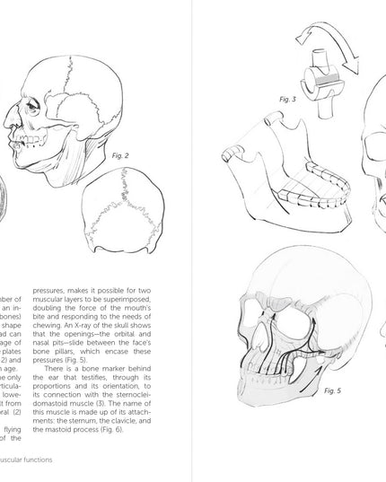Morpho: Joint Forms And Muscular Functions