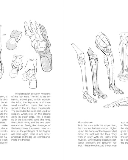 Morpho: Hands And Feet