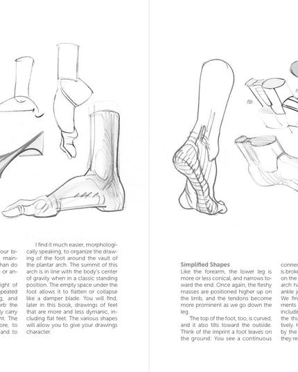 Morpho: Hands And Feet