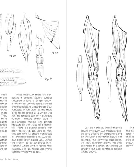 Morpho: Joint Forms And Muscular Functions