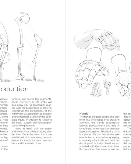 Morpho: Hands And Feet