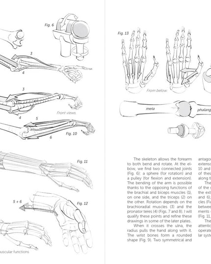 Morpho: Joint Forms And Muscular Functions