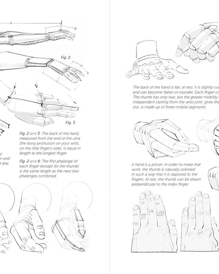 Morpho: Hands And Feet