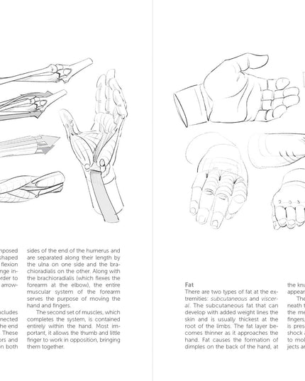 Morpho: Hands And Feet