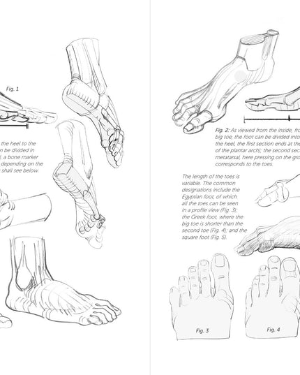 Morpho: Hands And Feet